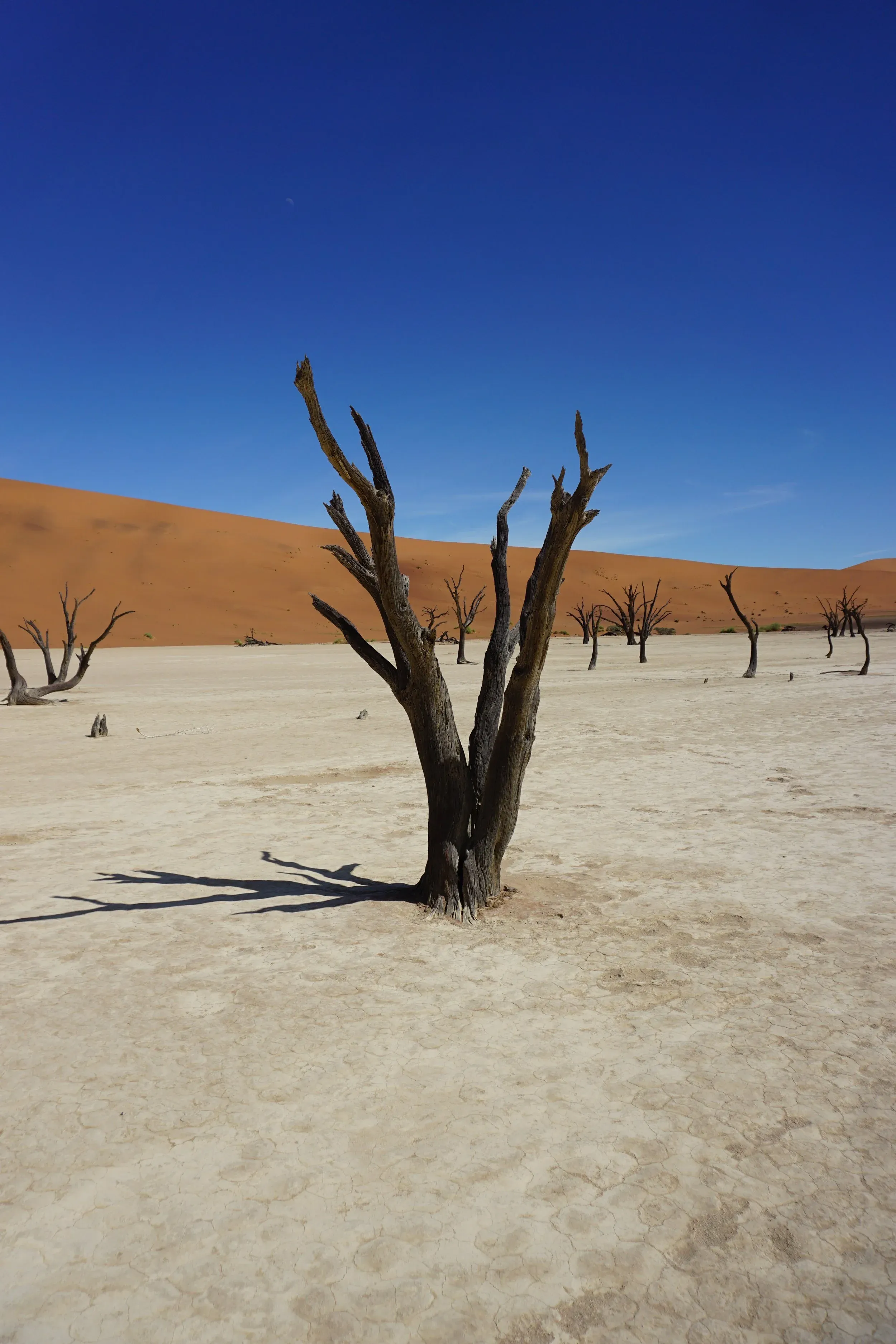 A dead camelthorn tree on the white clay pan at Deadvlei